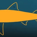 Ricostruite dimensioni e forma del corpo di Megalodon, il leggendario squalo gigante