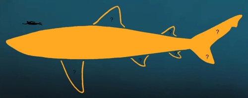 Ricostruite dimensioni e forma del corpo di Megalodon, il leggendario squalo gigante