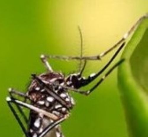 Chikungunya, il virus mette a rischio la Fiera del Riso di Isola della Scala