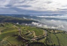 Allegrini, dalla formazione dei giovani alla tutela dell’arte