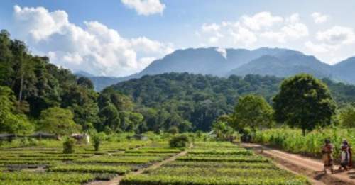 Tanzania, Univr misura in tempo reale il Dna della foresta
