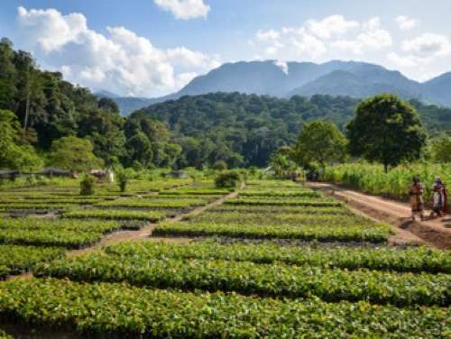 Univr_Nevi_Nguru_Forest