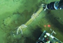 Scoperto nell’Oceano Indiano il più profondo ed esteso cimitero di balene