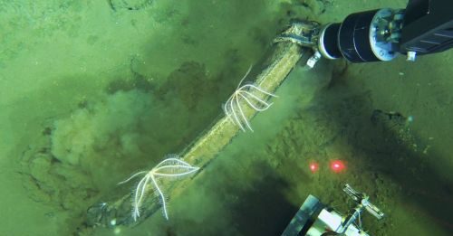 Scoperto nell’Oceano Indiano il più profondo ed esteso cimitero di balene