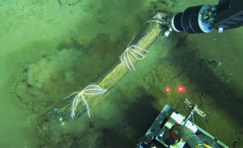 Scoperto nell’Oceano Indiano il più profondo ed esteso cimitero di balene