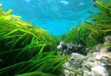 Università di Verona. Scoperto il meccanismo evolutivo della Posidonia oceanica per sfruttare la luce blu